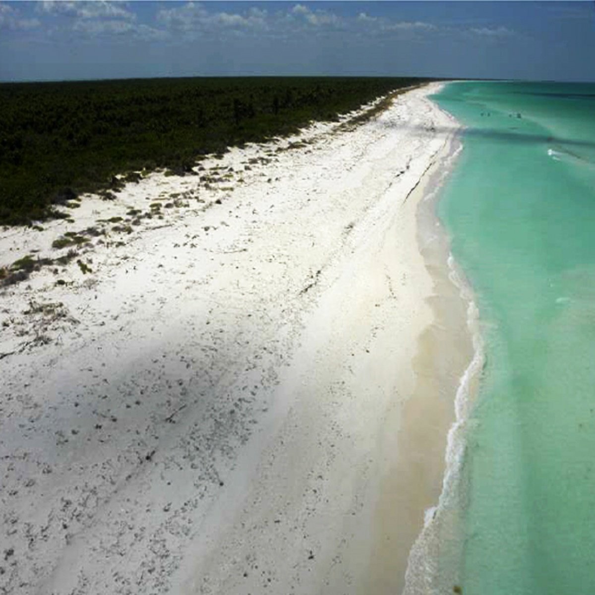 Land for sale on Holbox Island – White-sand beach, turquoise sea, and coastal vegetation in the background
