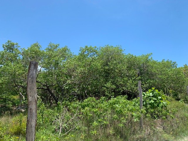 Land for sale on Holbox Island - Tropical vegetation